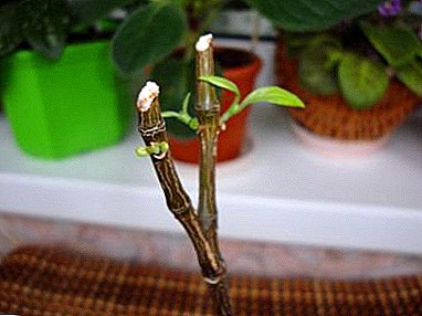 Tips blomstavlere: hvordan man klipper fuchsia til vinter og efterår. Funktioner af proceduren og yderligere pleje