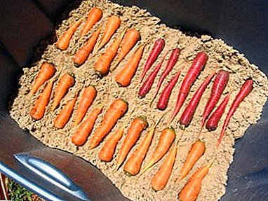 Tips för sommarboende: hur och när tar man bort morötter från trädgården för förvaring?