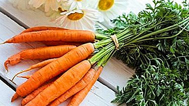 Conseils pour stocker les carottes sur un balcon en hiver: créer les conditions nécessaires