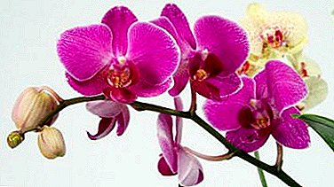 Patarimai patyrę sodininkai: ką daryti po to, kai įsigijote orchidėjų ir kaip rūpintis savo namuose?