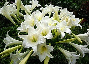 Tips experienced flower growers on the reproduction of lilies: seeds, bulbbulku, scales, cuttings