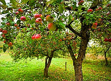 Tips erfarna trädgårdsmästare att bekämpa de gröna äppelbladlusarna och dess andra arter