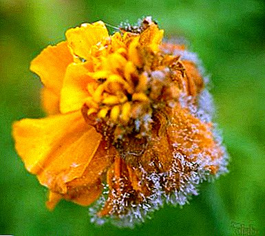 Tips from gardeners: why marigolds dry and what to do about it?