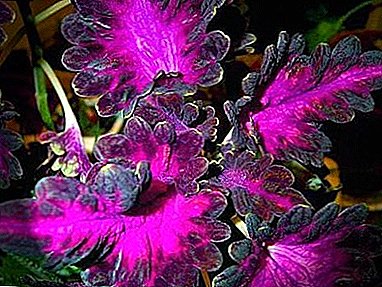 Tips for plant care Coleus "Black Dragon": growing from seed