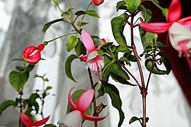 Professional tips: how to properly transplant fuchsia and get plenty of flowering?