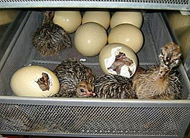 Beratung von Fachleuten bei der Inkubation von Straußeneiern zu Hause
