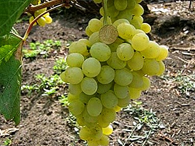 Modern variety with a spiritual name - grapes "Vanyusha"