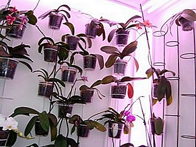 Luomme mukavuutta eksoottiselle kauneudelle: orkideat lamppu