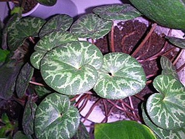 We create all the conditions for cyclamen: why the plant does not bloom and how to fix it?