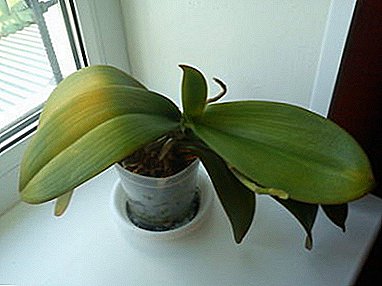 Salva a la orquídea de la muerte. ¿Por qué las hojas se pudren y cómo detenerlas?