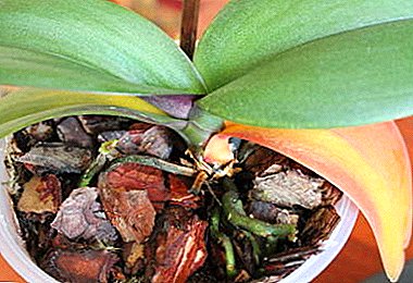 Saving an orchid: why its leaves dry, what to do and how to prevent it?