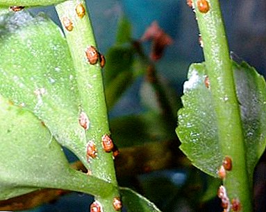 Salvando plantas de shitovki: los mejores medicamentos preparados y remedios populares, consejos para el control de plagas