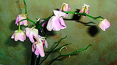 Salvation beauty - why do orchids wither flowers, buds fall and what can be done?