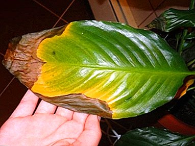 Spathiphyllum dries. What are the causes of the disease and how to help the flower "female happiness"?