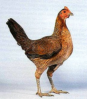 Sports breed that does not require special care - Old English fighting chickens