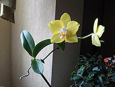 Tapoja erottaa vauvan orkidea ja huolehtia edelleen äidin kasvista ja prosessista