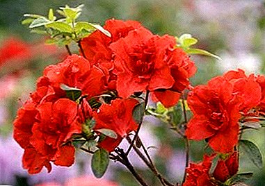 Modalități de creștere a azaleelor ​​la domiciliu: rododendron în creștere