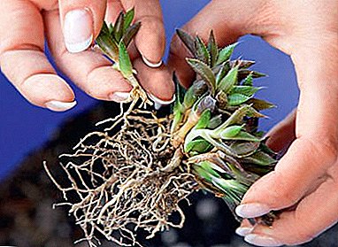 Methoden der Fortpflanzung havortiya: Wie soll man umpflanzen, welche Art von Boden und Topf sollte es sein?