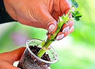 Methods of reproduction of pelargonium. How to care for a flower after planting?