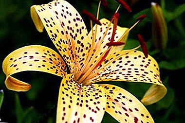 Manieren om te zorgen voor een ongeëvenaarde bloem - Tiger Lily