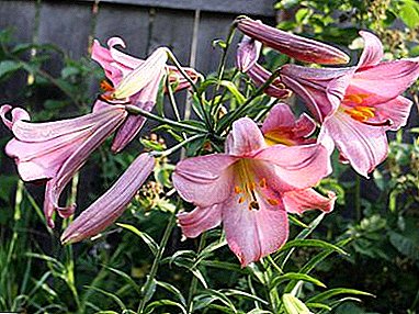 Cara untuk menjaga bunga yang luar biasa - Tubular Lily