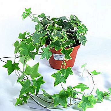 Methods of growing and breeding garden and indoor ivy