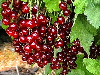 Mid-season and high-yielding redcurrant variety Andreichenko