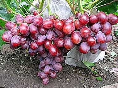 Stabil rig høst hvert år med Tabor druer