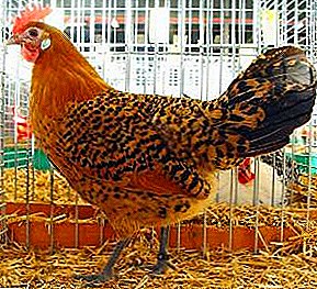 La raza de pollos más antigua de Alemania - Ostfriz Gull