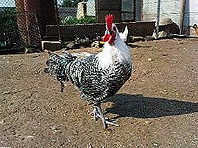 La più antica razza di pollo Brekel - centinaia di anni nelle fattorie europee
