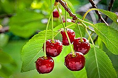 Vecchia varietà in nuove condizioni - Mosca Griot Cherry