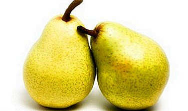 Old English pear variety on your backyard - Duchess pear
