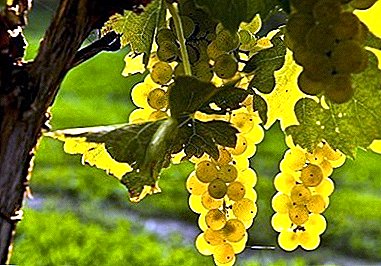 Старовинний французький сорт - виноград Шардоне