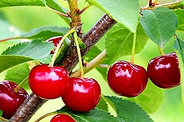 Old and famous Russian variety - Vladimirskaya cherry
