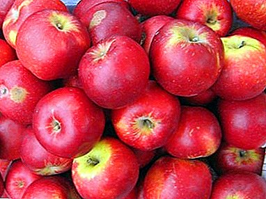 Vintage large-fruited apple variety Aport blood red