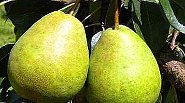 Old Russian variety - Ilinka pear