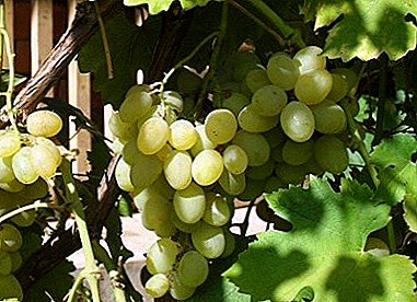 Una variedad antigua, originaria de Asia - uvas "Ladanny"