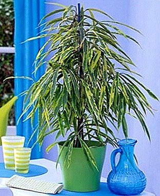 Stilvolle und robuste Pflanze - Ficus "Ali"