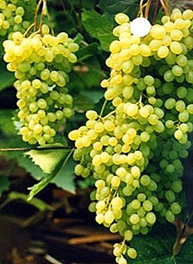 Disease-resistant grapes with great genetic potential - Rusbol variety