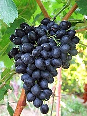 Taulukko erilaisia ​​rusinoita ilman siemeniä - Attican viinirypäleitä