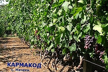 Stolna sorta s okretom - grožđe "Karmakod"