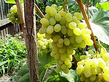 Variedade de uva de mesa "Pleven" com maturação precoce