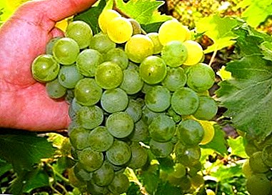 All-purpose table muskatny grade - Friendship grapes: photo and description