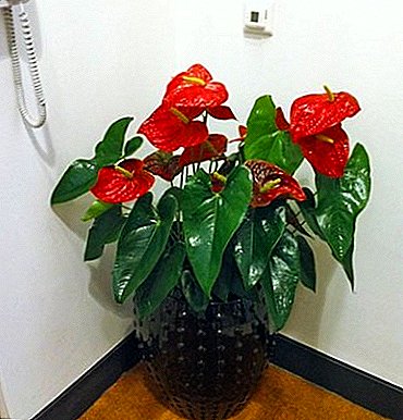We build a nest for an epiphyte: how to plant Anthurium correctly