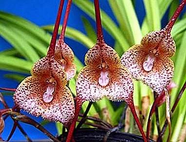 Bovennatuurlijke schoonheid: alles wat u moet weten over de Dracula-orchidee