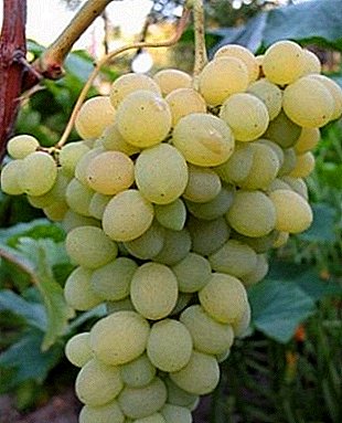 Super elegantsed ja haigustele vastupidavad viinamarjad "Elegant"
