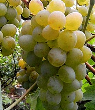 Superearly variety with the widest geography of distribution - "Muscat white"
