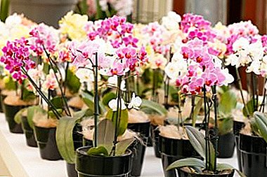 Lichtminnende of schaduwminnende orchideeënplant? Hoe een bloem goed organiseren voor fotosynthese?