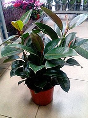 Fresh air, the original attribute of the interior - all this can give you a ficus "Black Prince"