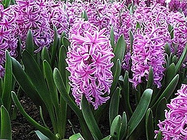 Tidlig plantning og pleje af hyacinter i det åbne felt